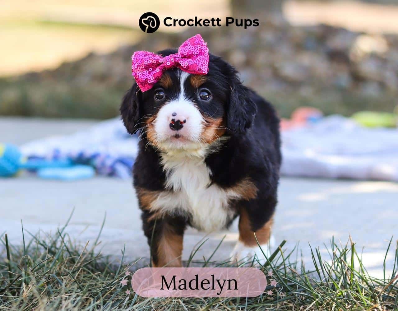 Female Bernalier Pup - Madelyn
