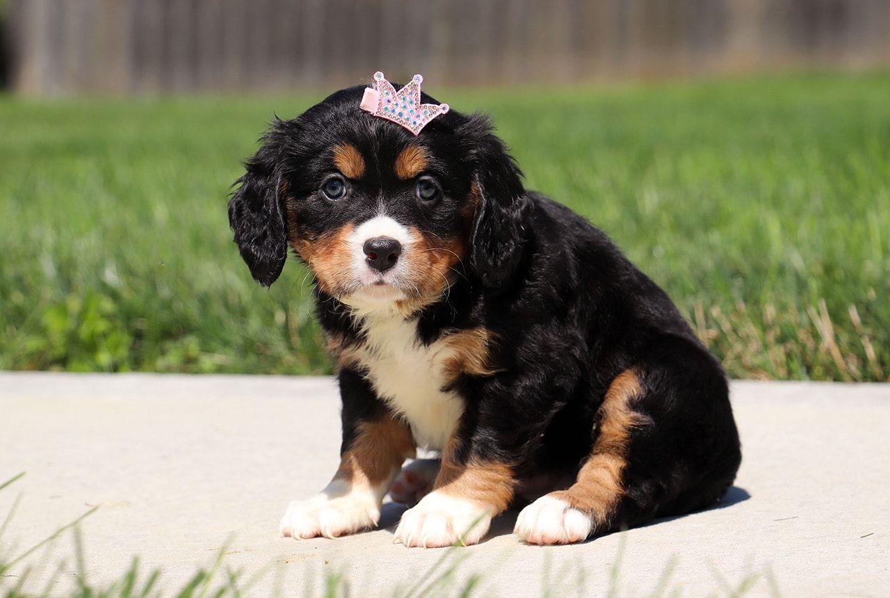 Female Bernalier Pup - Maple