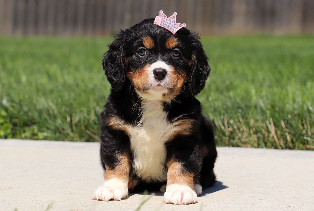 Female Bernalier Pup - Maple