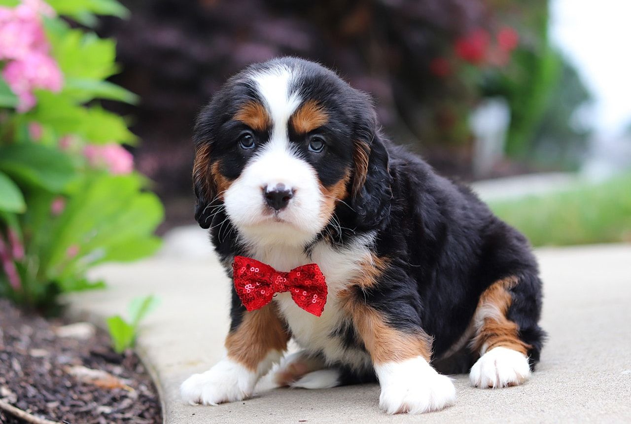 Male Bernalier Pup - Firefly
