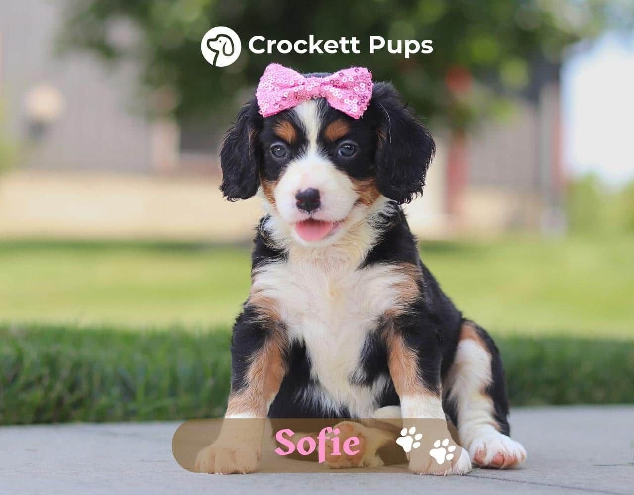Female Bernalier Pup - Sofie