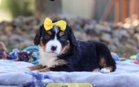 Female Bernalier Pup - Clara
