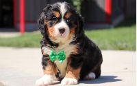 Male Bernalier Pup - Oak
