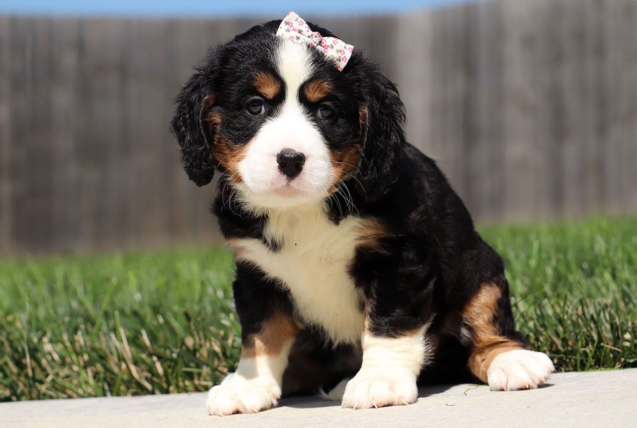Female Bernalier Pup - Laurel