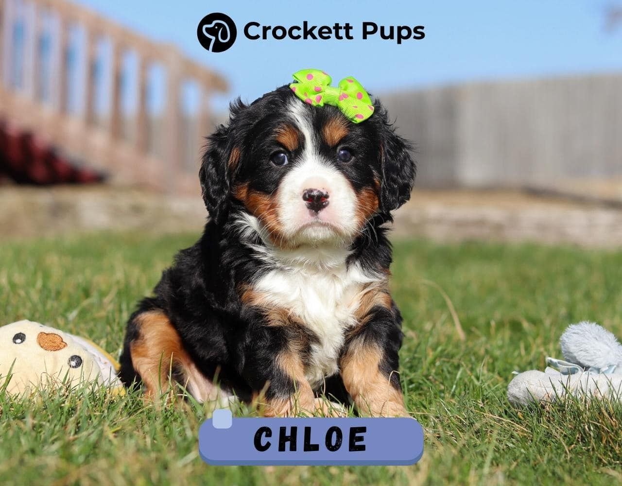 Female Bernalier Pup - Chloe