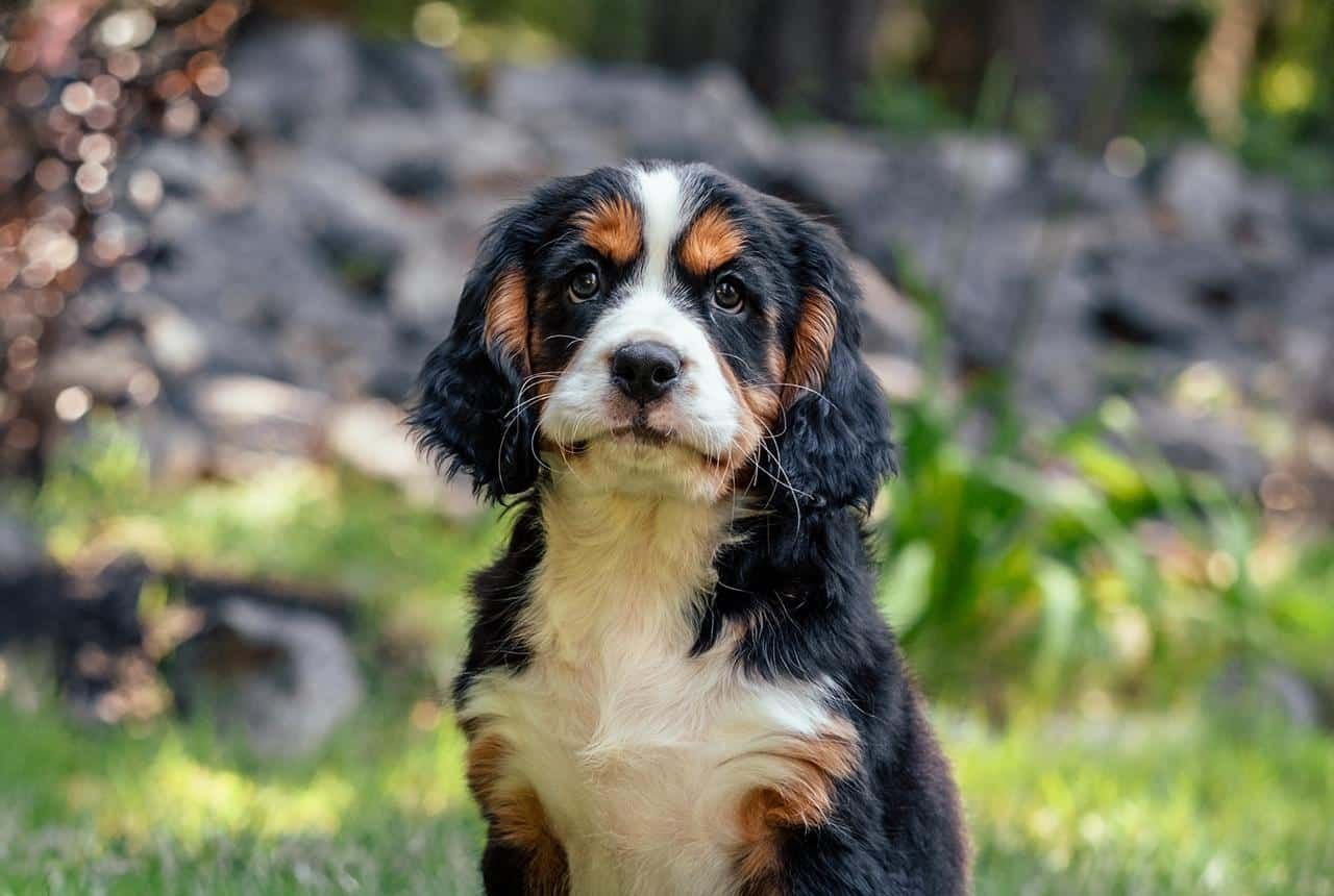 A Mini Bernese Mountain Dog Puppy