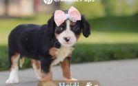 Female Bernalier Pup - Heidi