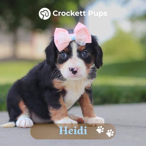 Female Bernalier Pup - Heidi