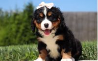 Female Bernalier Pup - Aspen