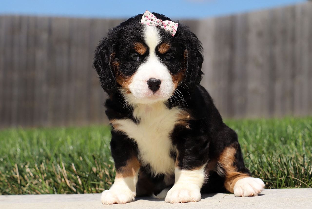 Female Bernalier Pup - Laurel