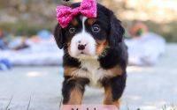 Female Bernalier Pup - Madelyn