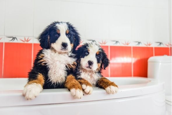 mini-bernese-mountain-dog-bernalier-puppies-for-sale