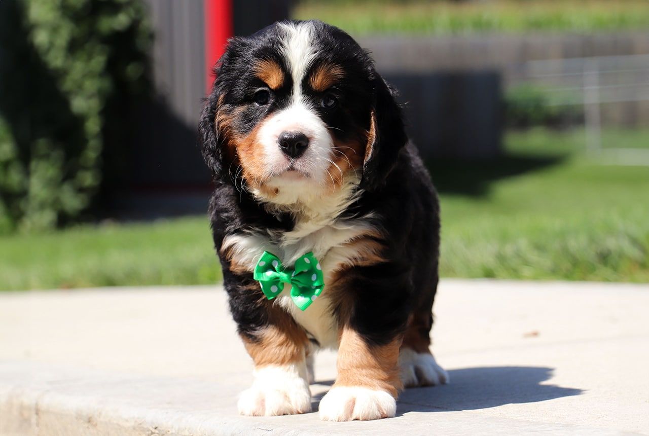 Male Bernalier Pup - Oak