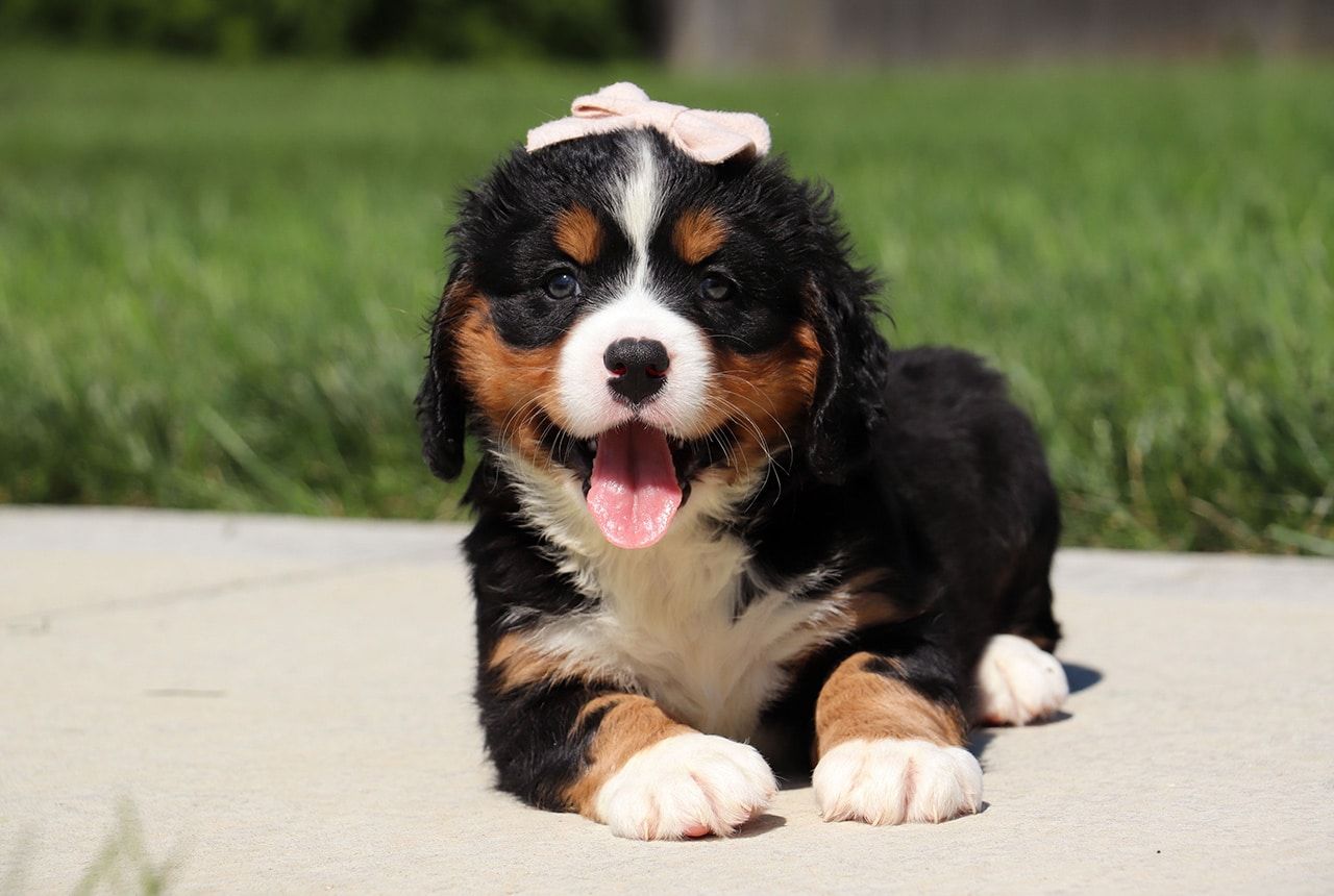Female Bernalier Pup - Aspen
