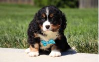 Male Bernalier Pup - Cedar