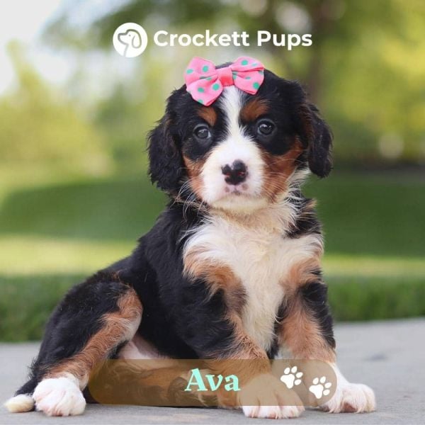 Female Bernalier Pup - Ava