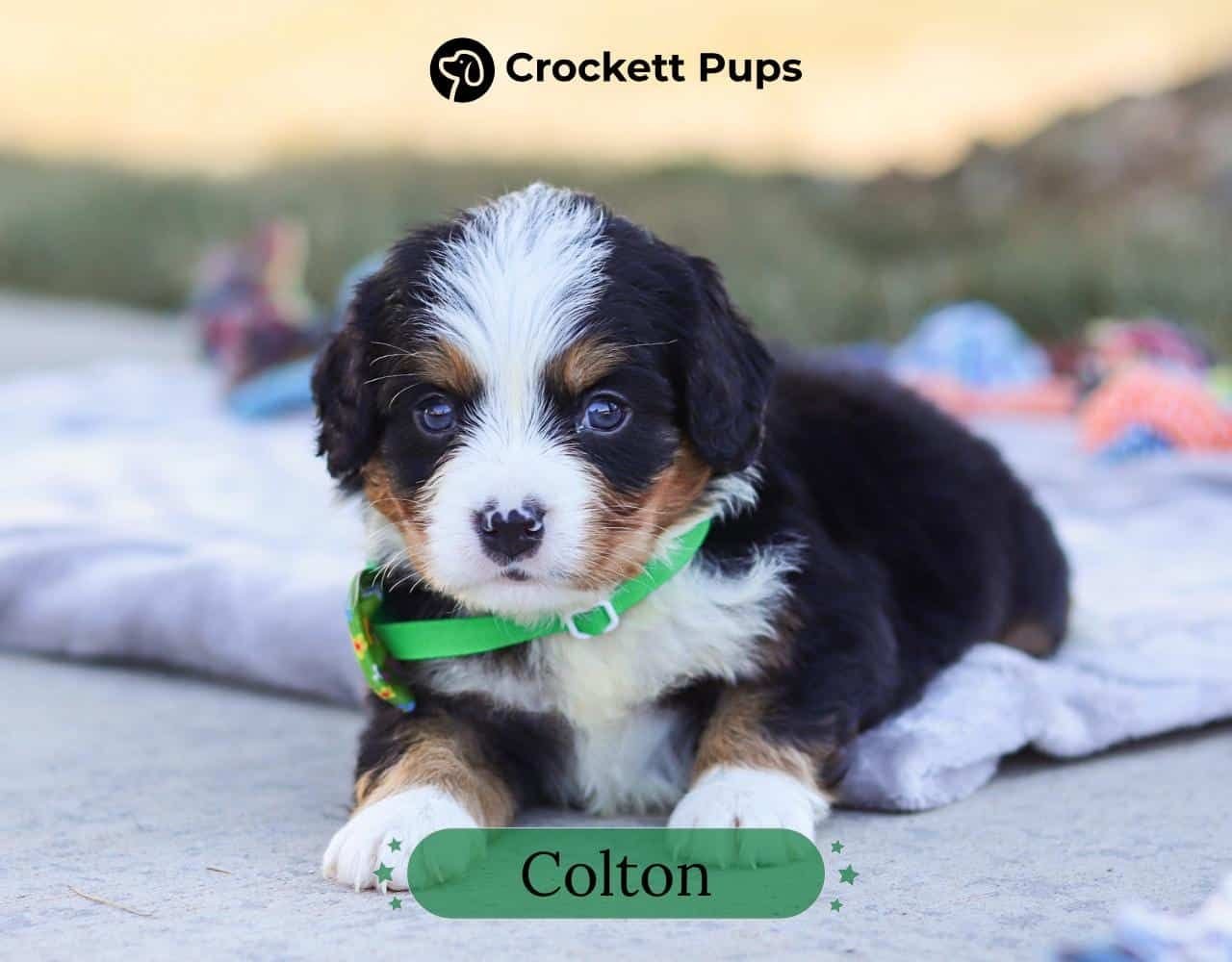 Male Bernalier Pup - Colton