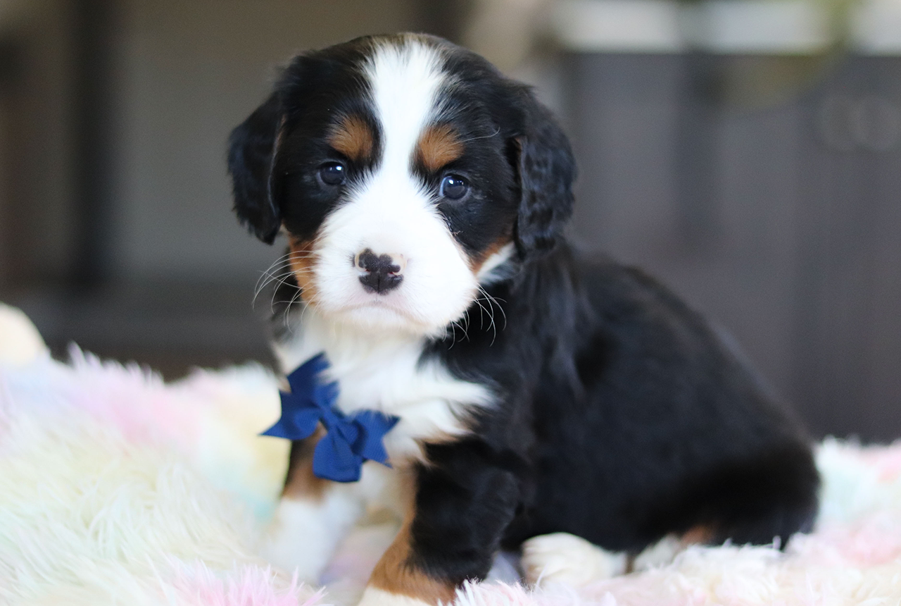 F1 Bernalier Puppies for Sale - Born February 6, 2024