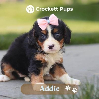 Female Bernalier Pup - Addie