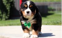 Male Bernalier Pup - Oak