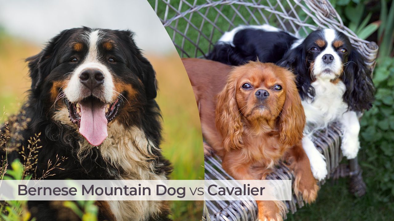Bernese Mountain Dog vs Cavalier