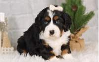 Female Bernalier Pup - Joy