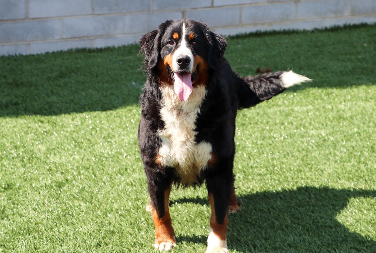 Millie, 78 lb Bernese