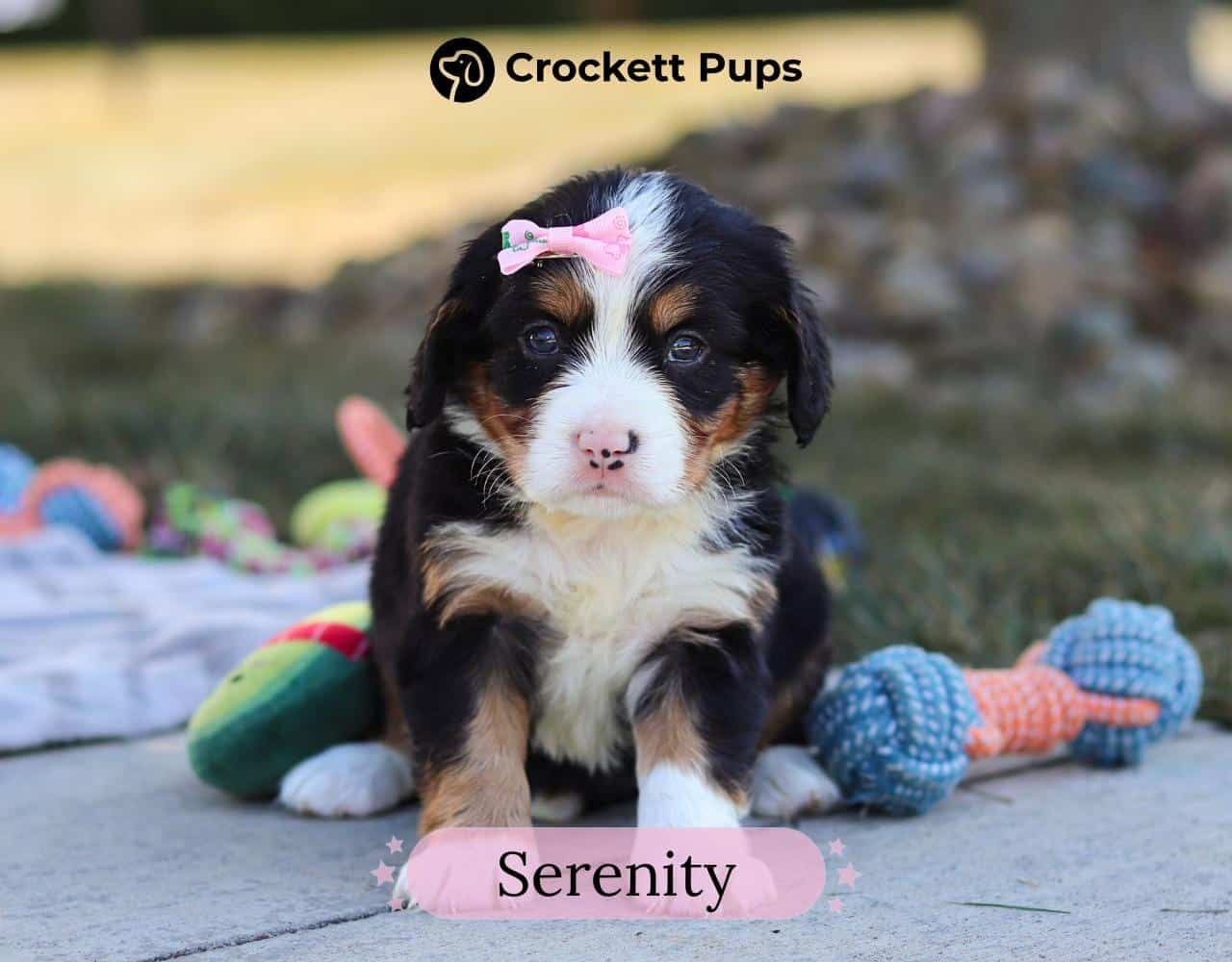 Female Bernalier Pup - Serenity