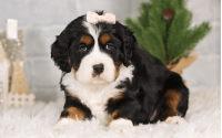 Female Bernalier Pup - Joy