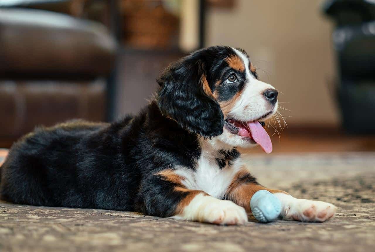A Beautiful Mini Bernese - Bernalier