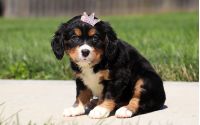 Female Bernalier Pup - Maple