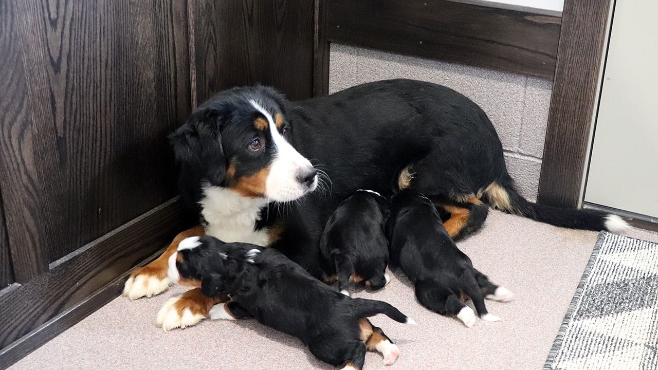 Mini Bernese Litter