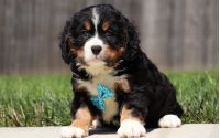 Male Bernalier Pup - Cedar