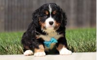 Male Bernalier Pup - Cedar