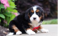Male Bernalier Pup - Firefly