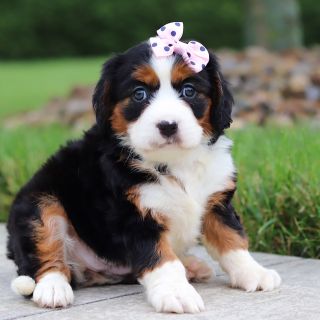 Female Bernalier Pup - Butterfly