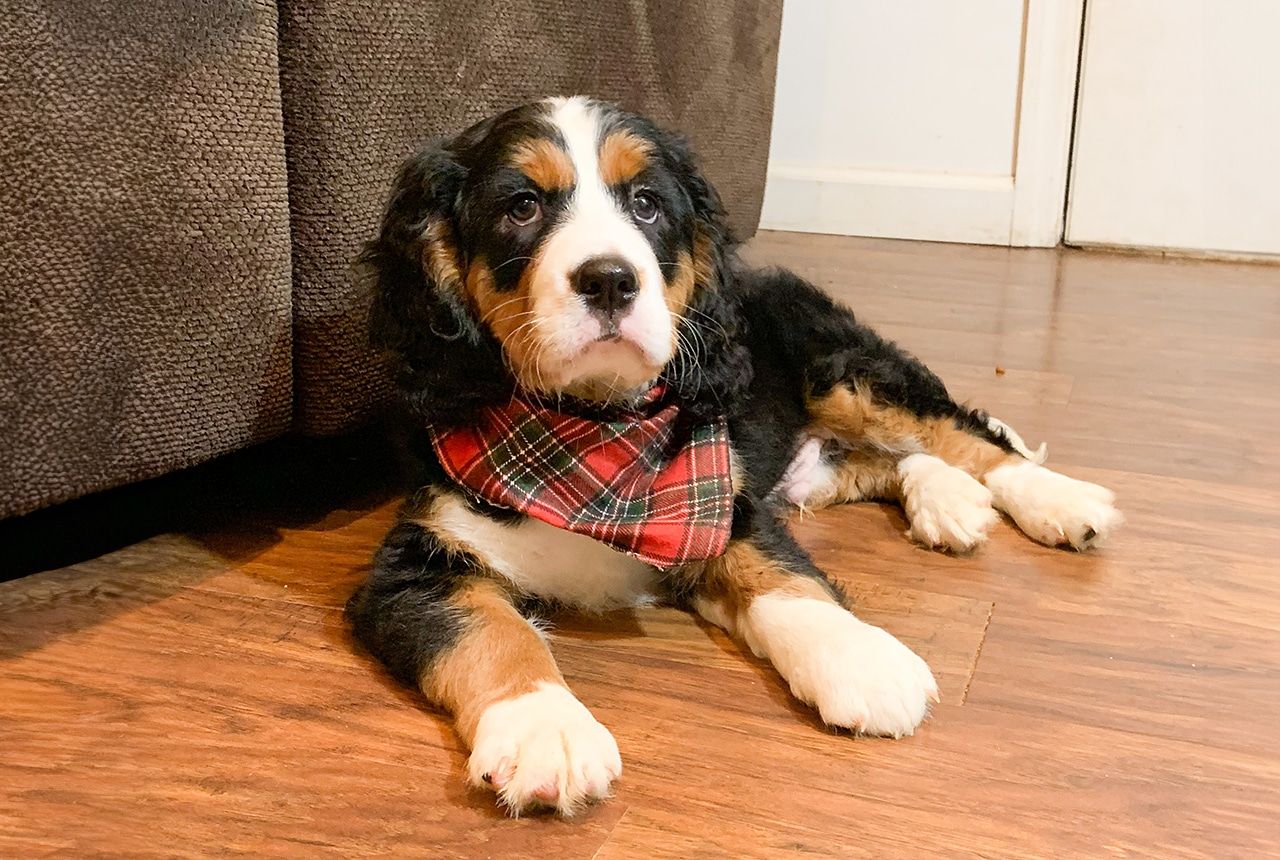Mini Berner - Faithful
