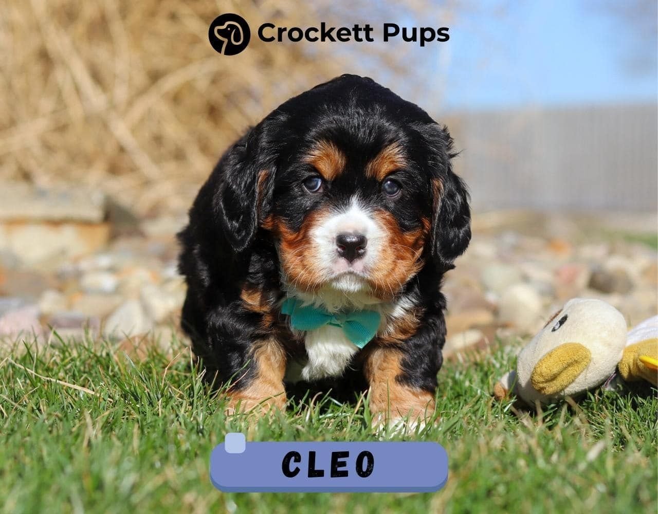 Male Bernalier Pup - Cleo