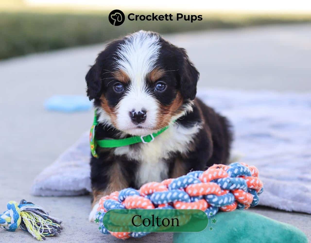 Male Bernalier Pup - Colton