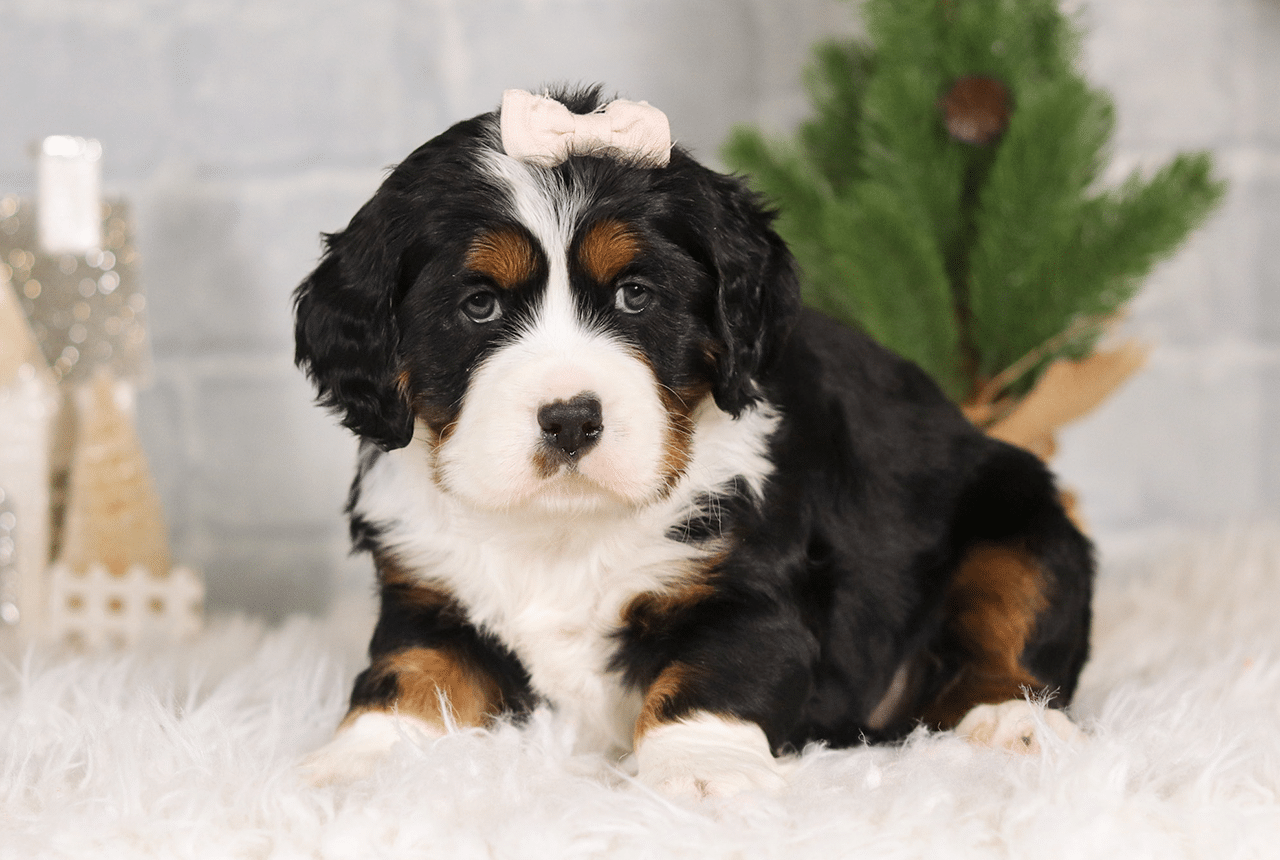 Female Bernalier Pup - Joy
