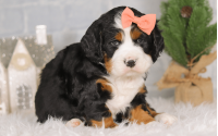 Female Bernalier Pup - Patience