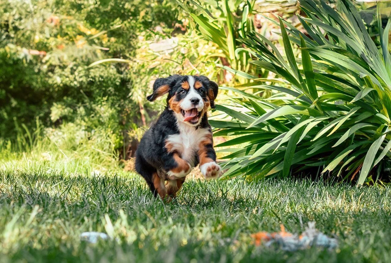 A Bernalier Puppy