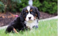 Male Bernalier Pup - Dragonfly
