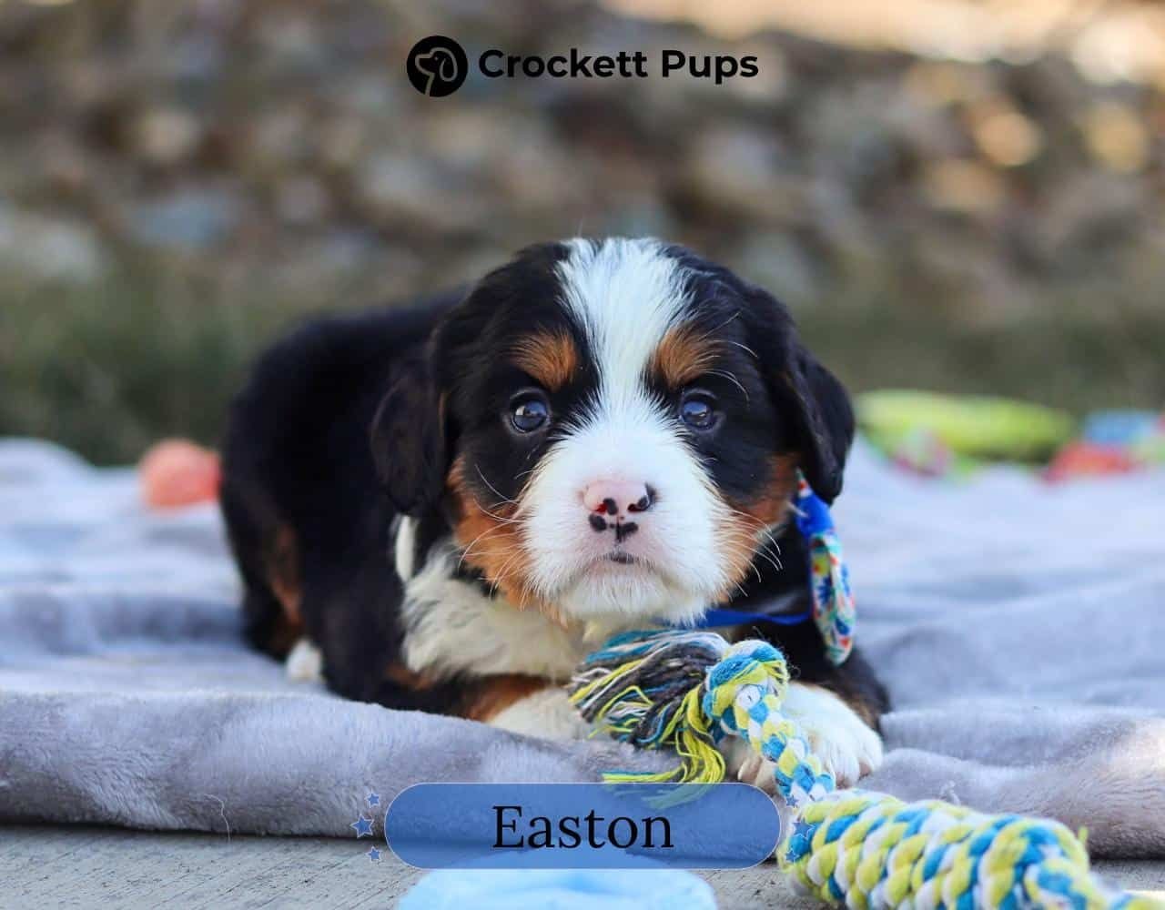 Male Bernalier Pup - Easton