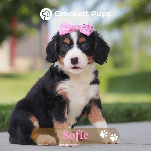 Female Bernalier Pup - Sofie