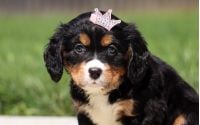 Female Bernalier Pup - Maple