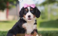 Female Bernalier Pup - Sofie