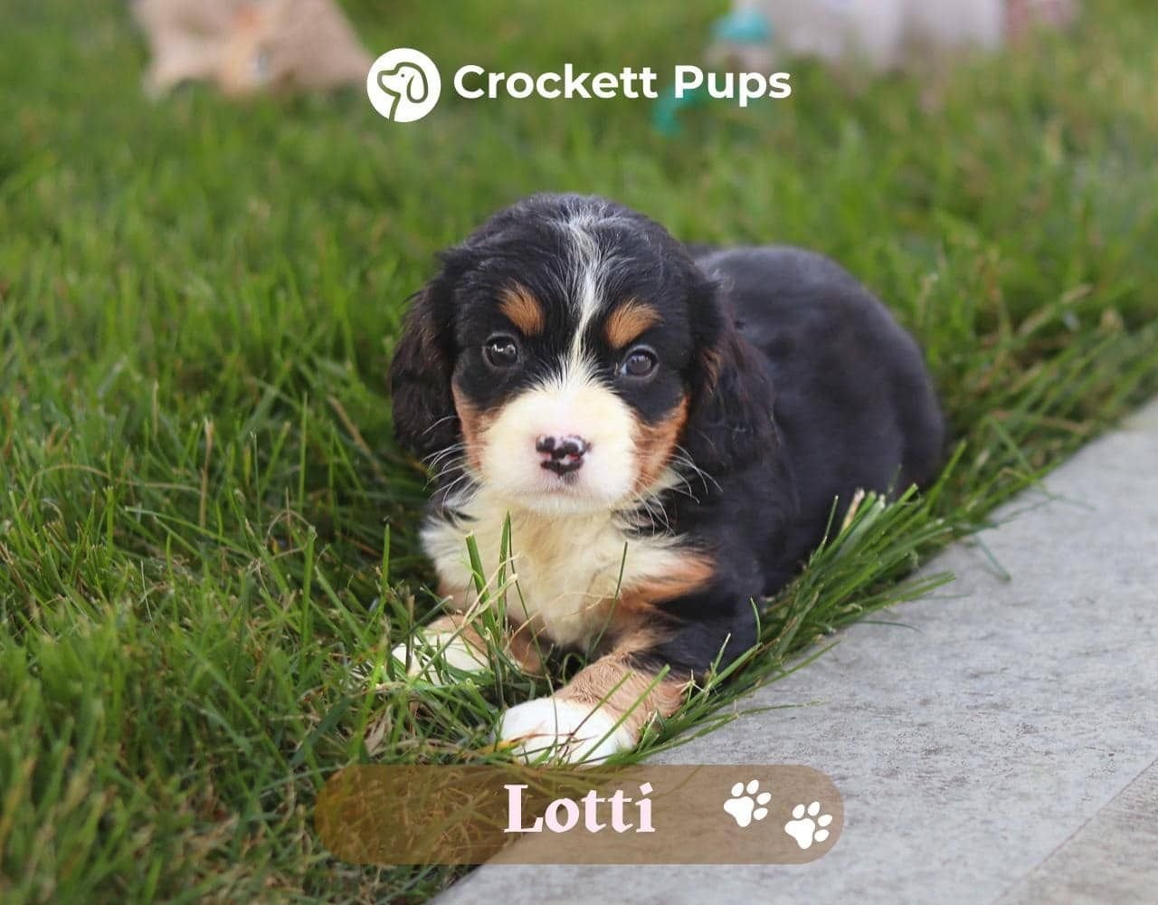 Female Bernalier Pup - Lotti