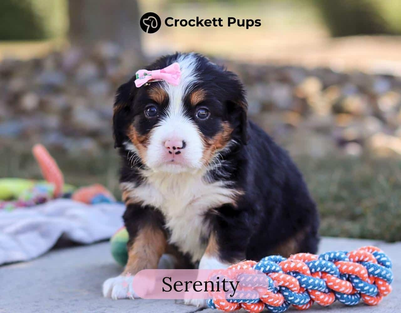 Female Bernalier Pup - Serenity