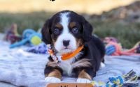 Male Bernalier Pup - Micah